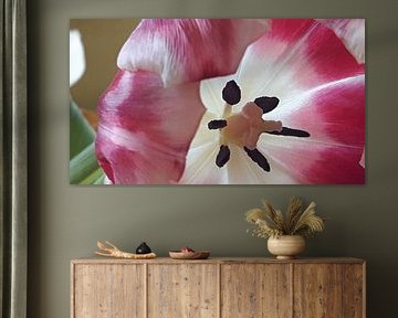 Tulp