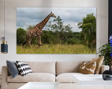 giraffe in south africa during safari