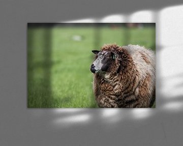 Niederländische Schafe im Frühling