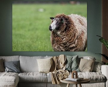 Niederländische Schafe im Frühling von Thijs van den Broek