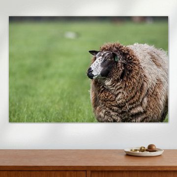 Dutch Sheep in Spring Time
