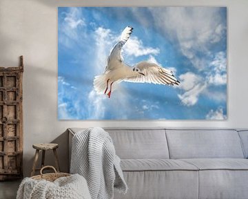Meeuw in volle vlucht von Harrie Muis