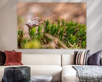 Leaf Carried By Moss