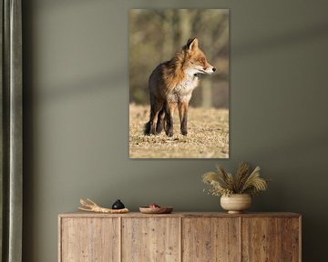 Portrait of a red fox! van Robert Kok