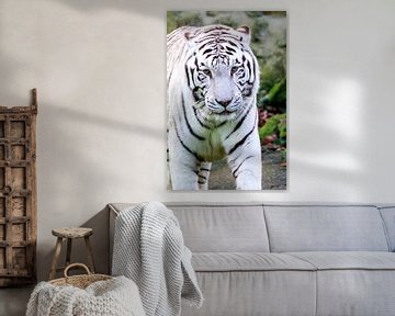 Portret van een witte tijger van Dennis van de Water