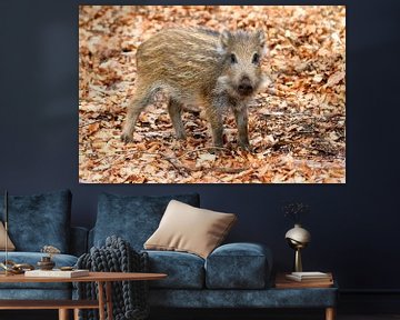 Piglet on the Veluwe by Dennis van de Water