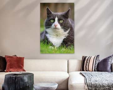 Lente portret van de poes van Dennis van de Water