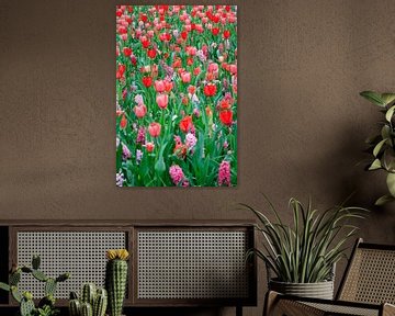 Veld met rode tulpen en roze hyacinten von Dennis van de Water