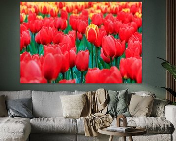 Rode tulpen by Dennis van de Water