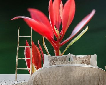 Rood plantje tegen een donkergroene achtergrond by Dennis van de Water
