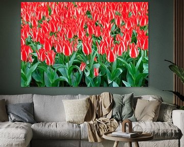 Rode tulpen met witte streep sur Dennis van de Water