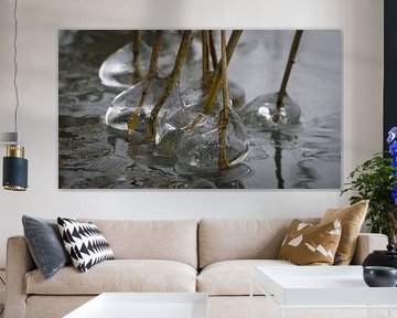 ijsvorming aan het riet