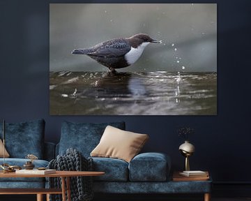 Splashing action by the White-throated Dipper by Rob Kuiper