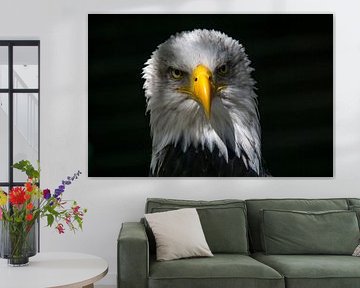 Amerikaanse zeearend (bald eagle)