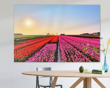 Rode en roze tulpen in een veld  sur Dennis van de Water