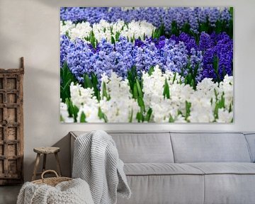 Blauwe en witte hyacinten 
