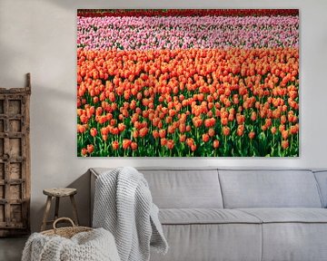 Gekleurde velden met tulpen by Dennis van de Water