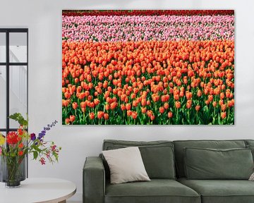 Gekleurde velden met tulpen van Dennis van de Water