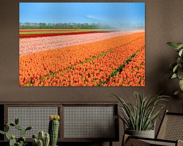 Flevo tulpenveld sur Dennis van de Water