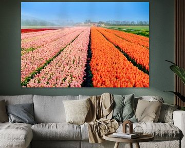 Roze en oranje tulpenveld in de lente by Dennis van de Water