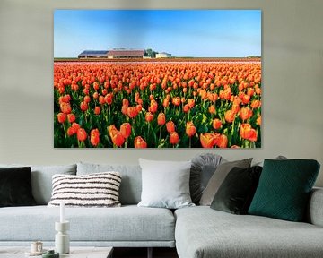 De tulpen boerderij van Dennis van de Water