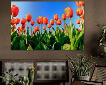 Orangefarbene Tulpen gegen einen blauen Himmel von Dennis van de Water