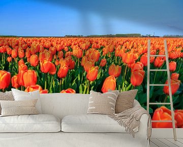 Oranje tulpen in het veld van Dennis van de Water