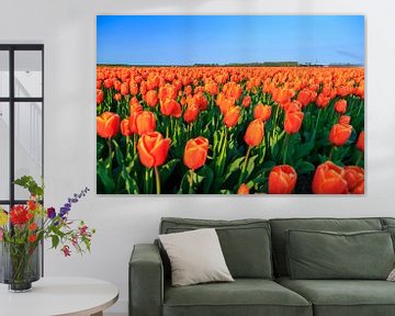 Oranje tulpen in het veld von Dennis van de Water