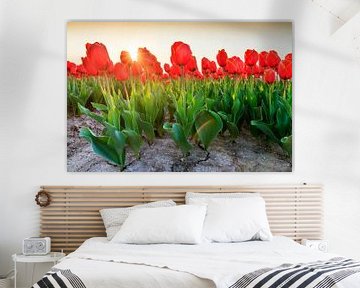 Rode tulpen in het veld met zon by Dennis van de Water