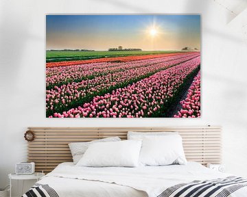 Roze tulpen tijdens zonsondergang