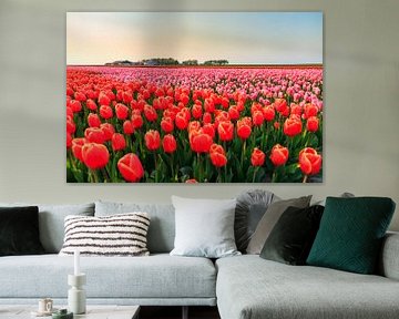 Rode en roze tulpen in de flevopolder by Dennis van de Water