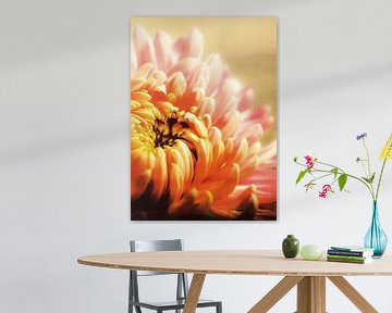 CHRYSANTHEMUM YELLOW v1 sur Pia Schneider