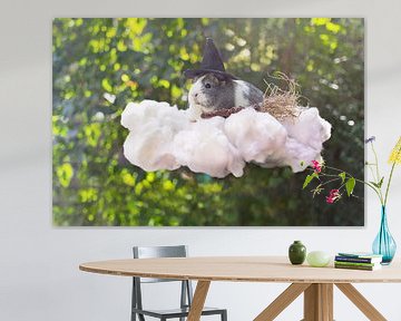 Cavia Heksje Op Wolk