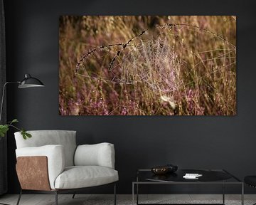 Cob Web And Dew Drops