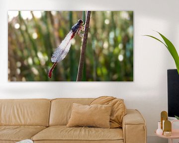 Dragonfly with morning dew drops