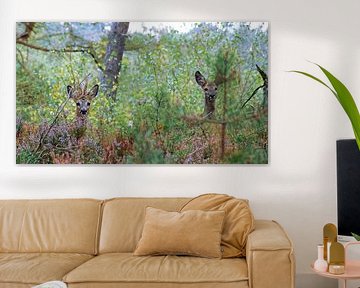 Roe Deer Male And Female