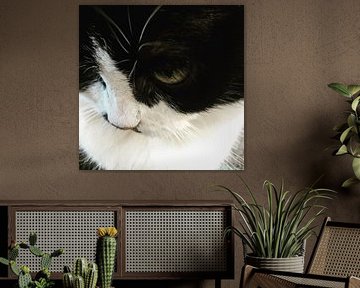 Jankie sur Frank De Coninck