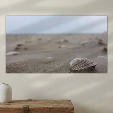 Schelpen op het strand. von Tienet Van Laarhoven