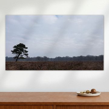 Boom op een open vlakte.