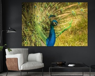 Tuscan peacock III by Anneke Hooijer