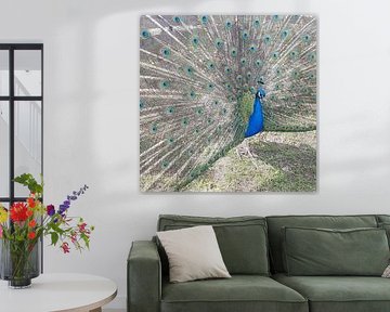 Trots als een pauw  van Ellen Kemper