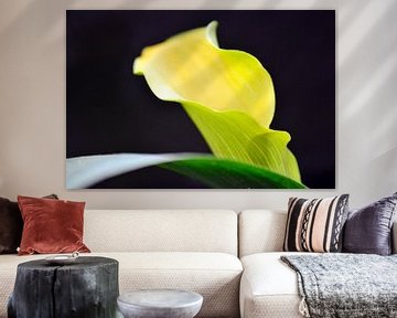 Calla op groen blad van Ilja Kalle