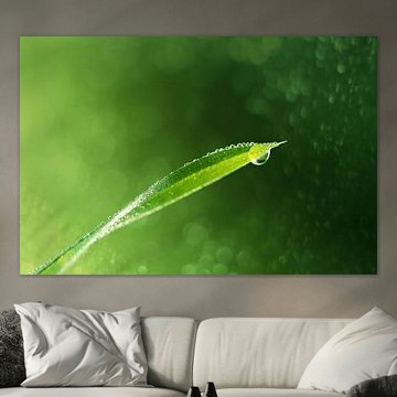 A blade of grass with water drops