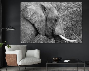 Dwalende olifant van Dustin Musch