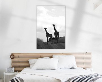 Giraffes in black and white by Dustin Musch