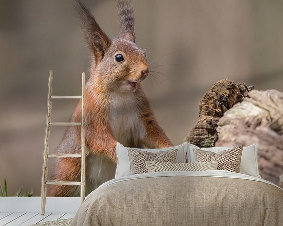 Aperçu de la chambre