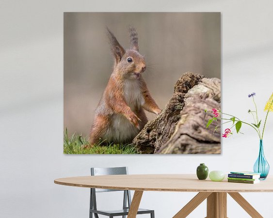 Aperçu de la chambre