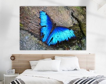 Blue butterfly by Jop Fotografie