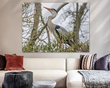 Blauwe Reiger by Marcel Klootwijk