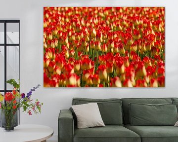 Tulpen in rood en geel